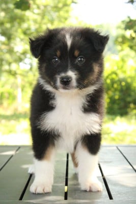 Les chiots de Berger Australien