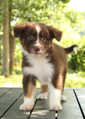 Les chiots de Berger Australien