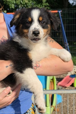 Les chiots de Berger Australien