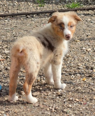 Les chiots de Berger Australien