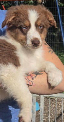 Les chiots de Berger Australien