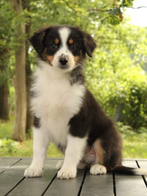 Les chiots de Berger Australien