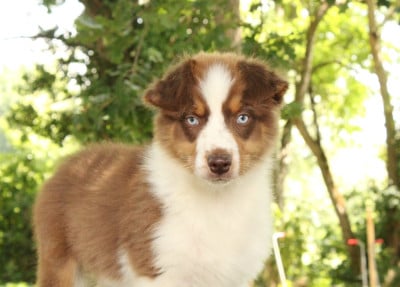 Les chiots de Berger Australien
