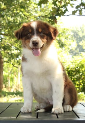Les chiots de Berger Australien