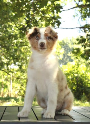 Les chiots de Berger Australien