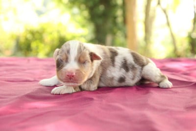Les chiots de Berger Américain Miniature 