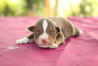 Les chiots de Berger Américain Miniature 