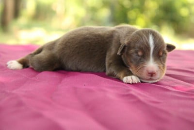 Les chiots de Berger Américain Miniature 