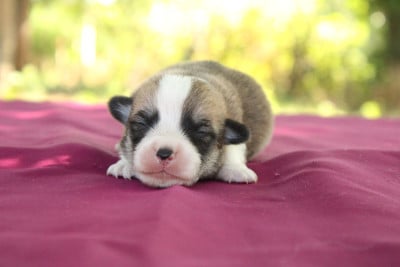 Les chiots de Welsh Corgi Pembroke