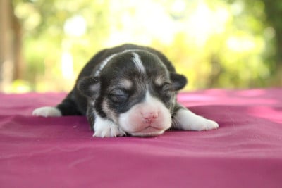 Les chiots de Welsh Corgi Pembroke