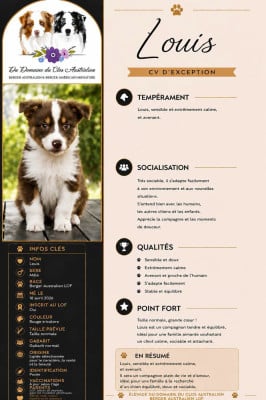 Les chiots de Berger Australien