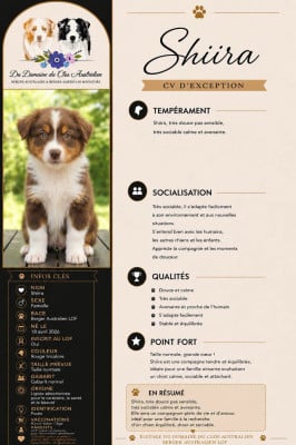 Les chiots de Berger Australien