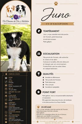 Les chiots de Berger Australien