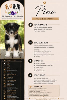 Les chiots de Berger Australien