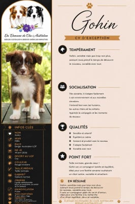 Les chiots de Berger Australien
