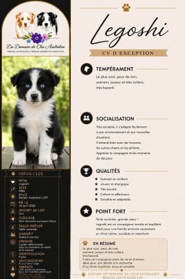 Les chiots de Berger Australien