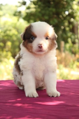 Les chiots de Berger Américain Miniature