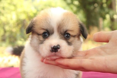 Les chiots de Welsh Corgi Pembroke