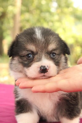 Les chiots de Welsh Corgi Pembroke