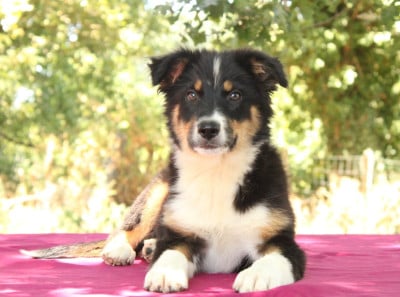 Les chiots de Berger Australien
