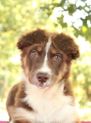 Les chiots de Berger Australien