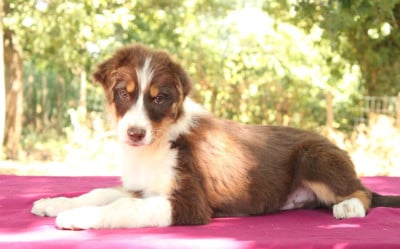 Les chiots de Berger Australien