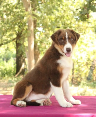 Les chiots de Berger Australien