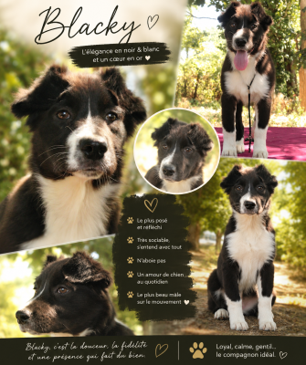 Les chiots de Berger Australien