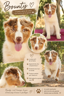 Les chiots de Berger Australien