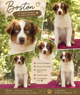 Les chiots de Berger Australien