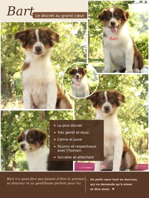Les chiots de Berger Australien