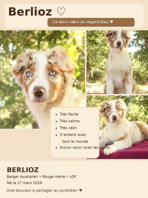 Les chiots de Berger Australien