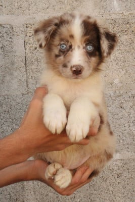 Les chiots de Berger Australien