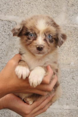 Les chiots de Berger Australien
