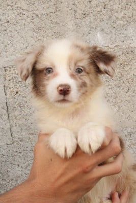 Les chiots de Berger Australien