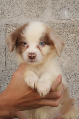Les chiots de Berger Australien