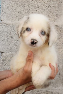 Les chiots de Berger Australien