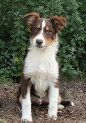 Les chiots de Berger Australien