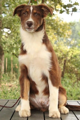 Les chiots de Berger Australien