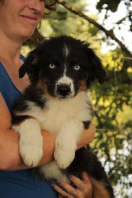 Les chiots de Berger Australien