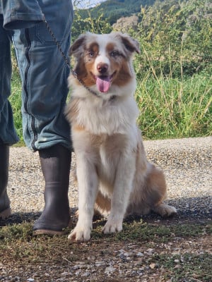 Les chiots de Berger Australien