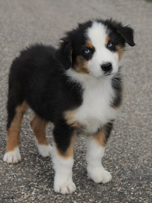 Les chiots de Berger Australien