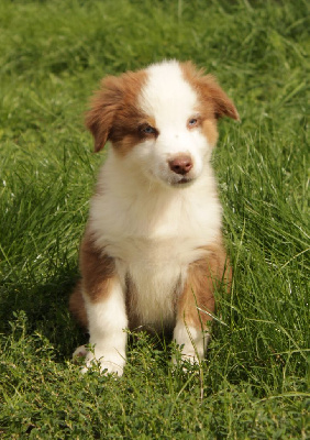 Les chiots de Berger Australien