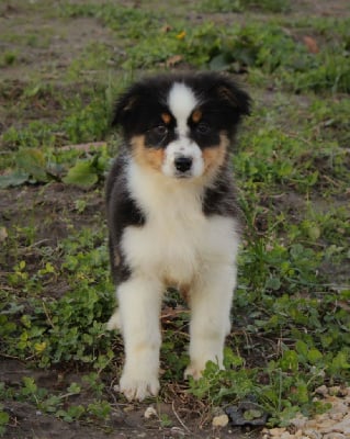 Les chiots de Berger Australien