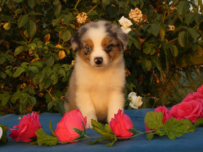 Les chiots de Berger Australien