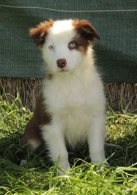 Les chiots de Berger Australien