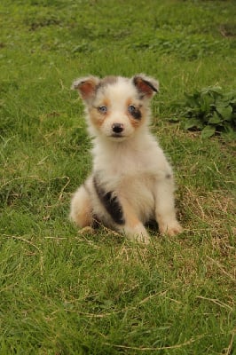 Les chiots de Berger Australien