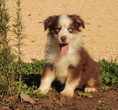 Les chiots de Berger Américain Miniature