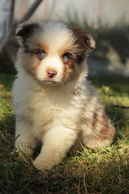 Les chiots de Berger Américain Miniature 