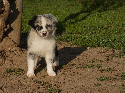 Les chiots de Berger Australien